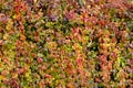 Parthenocissus Quinquefolia or Virginia Creeper Changing Color in Autumn Royalty Free Stock Photo