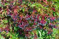 Parthenocissus quinquefolia,  Virginia creeper, Victoria creeper berries and leaves Royalty Free Stock Photo