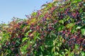 Parthenocissus quinquefolia,  Virginia creeper, Victoria creeper berries and leaves Royalty Free Stock Photo