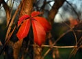 Virginia creeper, Victoria creeper, abstract natural five-leaved ivy Fall color Royalty Free Stock Photo