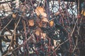 Parthenocissus quinquefolia - Virginia creeper, Victoria creeper, with many hanging small berries that twine around the fence. Royalty Free Stock Photo