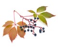 Parthenocissus quinquefolia on the white background Royalty Free Stock Photo