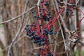 Parthenocissus quinquefoliam, five-leaved ivy berries closeup selective focus Royalty Free Stock Photo