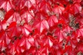 Parthenocissus tricuspidata Royalty Free Stock Photo