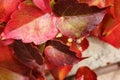 Parthenocissus tricuspidata in autumn, Boston ivy, grape ivy