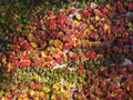 Parthenocissus Tricuspidata, autumn Royalty Free Stock Photo