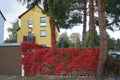 Parthenocissus tricuspidata with autumn foliage climbs a fence in September. Berlin, Germany. Royalty Free Stock Photo