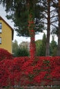 Parthenocissus tricuspidata with autumn foliage climbs a fence in September. Berlin, Germany. Royalty Free Stock Photo