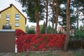 Parthenocissus tricuspidata with autumn foliage climbs a fence in September. Berlin, Germany. Royalty Free Stock Photo