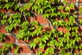 Parthenocissus tricuspidata on a brick wall