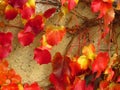 Parthenocissus tricuspidata in fall, climber plant on wall, vivid red and yellow colors, natural texture, close-up Royalty Free Stock Photo