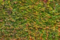 Parthenocissus tricuspidata (Japanese creeper plant). Boston ivy leaves are evenly spaced on the wall, a natural foliage