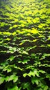 Colorful Ivy Parthenocissus Royalty Free Stock Photo