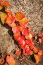 Colorful Ivy Parthenocissus Royalty Free Stock Photo