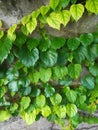 Colorful Ivy Parthenocissus Royalty Free Stock Photo