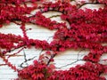 Parthenocissus tricuspidata veitchii Royalty Free Stock Photo