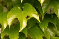 Parthenocissus tricuspidata Royalty Free Stock Photo