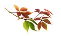 Parthenocissus twig with colorful autumn leaves Royalty Free Stock Photo