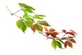 Parthenocissus twig with colorful autumn leaves Royalty Free Stock Photo