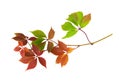 Parthenocissus twig with colorful autumn leaves isolated on white Royalty Free Stock Photo