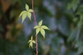 Parthenocissus vitacea, also known as thicket creeper Royalty Free Stock Photo