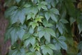 Parthenocissus vitacea, also known as thicket creeper Royalty Free Stock Photo