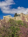 Parthenon ancient temple on acropolis hilll and lilac trees with violet colored flowers. Royalty Free Stock Photo