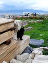 Parthenon cat