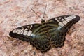 Parthenos sylvia Royalty Free Stock Photo