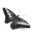 Parthenos sylvia butterfly Royalty Free Stock Photo