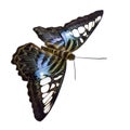 Parthenos sylvia butterfly