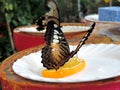 Parthenos Sylvia butterfly feeding nectar from orange inside the Dubai Butterfly Garden