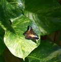 Parthenos sylvia butterfly