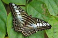 Parthenos sylvia butterfly standing on leaves Royalty Free Stock Photo