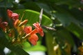 Parthenos Sylvia Butterfly with wings spread on an orange Adenium flower