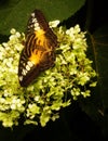 Parthenos sylvia or Clipper - butterfly of Asia in Romania