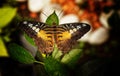 Parthenos sylvia or Clipper - butterfly of Asia in Romania