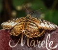 Parthenos sylvia or Clipper - butterfly of Asia in Romania