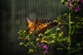 Parthenos sylvia or Clipper - butterfly of Asia in Romania