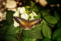 Parthenos sylvia or Clipper - butterfly of Asia in Romania