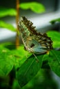 Parthenos sylvia or Clipper - butterfly of Asia in Romania