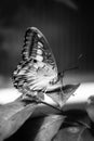 Parthenos sylvia or Clipper - butterfly of Asia in Romania