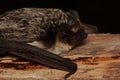 The parti-coloured bat or rearmouse (Vespertilio murinus) head detail in a natural habitat Royalty Free Stock Photo