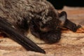 The parti-coloured bat or rearmouse (Vespertilio murinus) head detail in a natural habitat Royalty Free Stock Photo