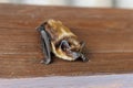 The parti-coloured bat or rearmouse Vespertilio murinus is a species of vesper bat Royalty Free Stock Photo