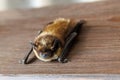 The parti-coloured bat or rearmouse Vespertilio murinus is a species of vesper bat Royalty Free Stock Photo