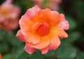 A partial bloom of an orange and pink color of Floribunda Rose `Harpageant` Royalty Free Stock Photo