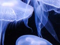 Close-up of milky white jelly fish with intricate lace-like pattern in front of dark background Royalty Free Stock Photo