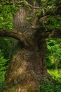 Partial close up of an old knotty oak tree Royalty Free Stock Photo