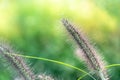 A close up of setaria Royalty Free Stock Photo